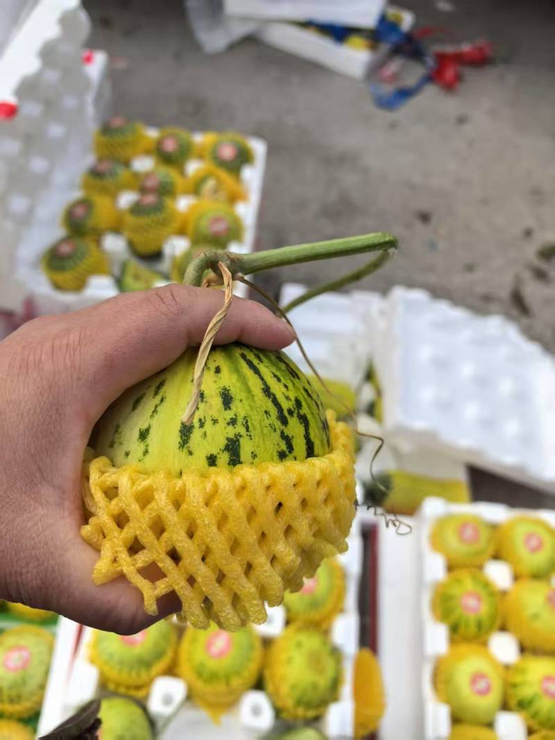 花蕾甜瓜【山东甜瓜产地批发】诚信经营，客户至上！