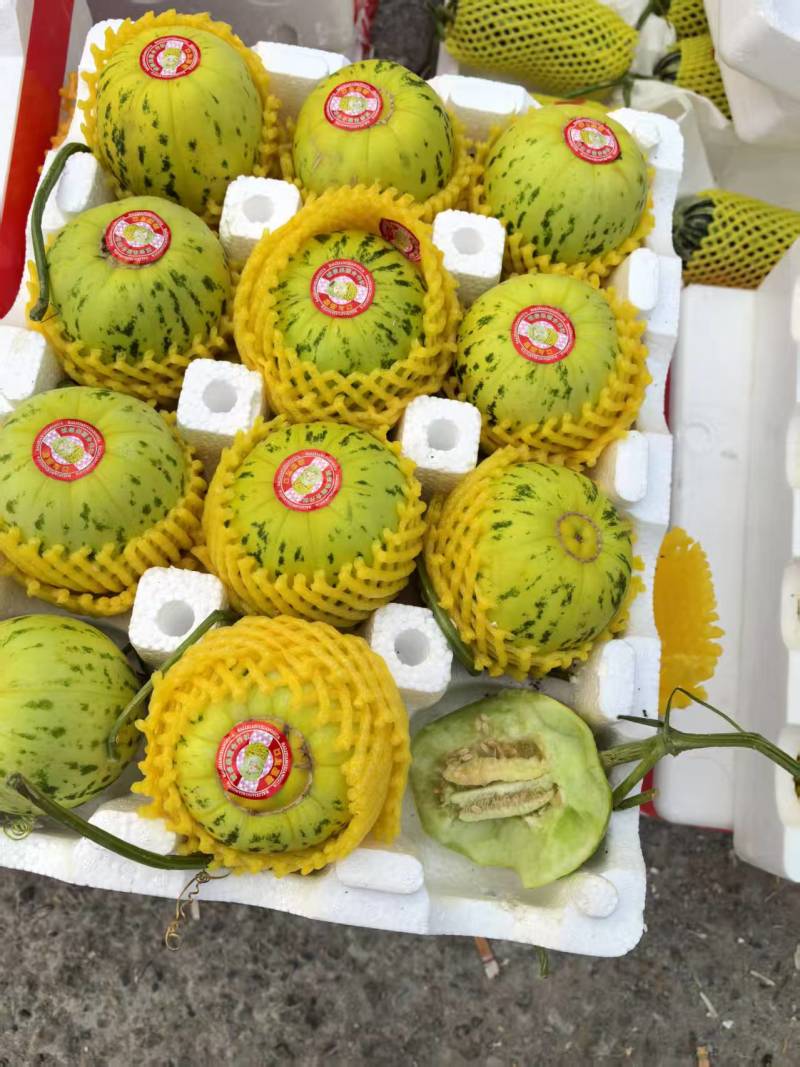花蕾甜瓜【山东甜瓜产地批发】诚信经营，客户至上！