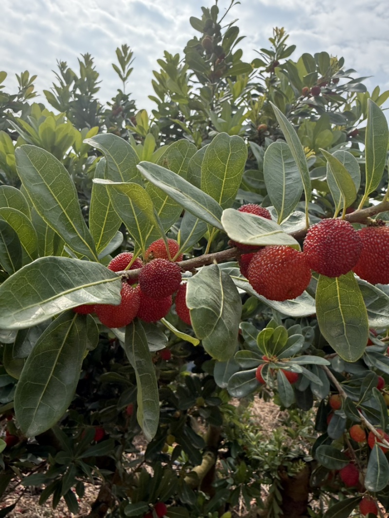 荸荠梅，东魁青红果工厂果应季大量上市对接市场电商