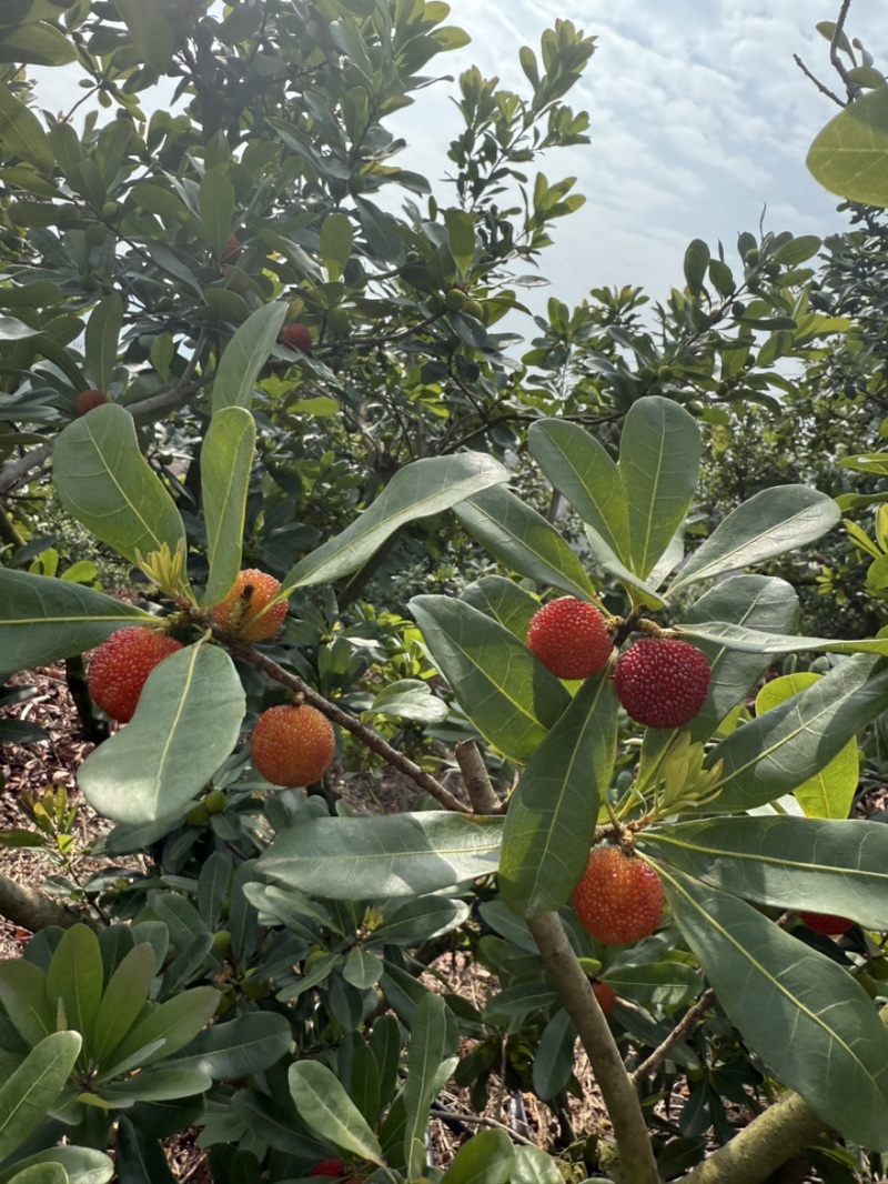 荸荠梅，东魁青红果工厂果应季大量上市对接市场电商