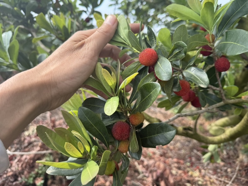 荸荠梅，东魁青红果工厂果应季大量上市对接市场电商