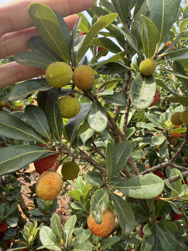 荸荠梅，东魁青红果工厂果应季大量上市对接市场电商