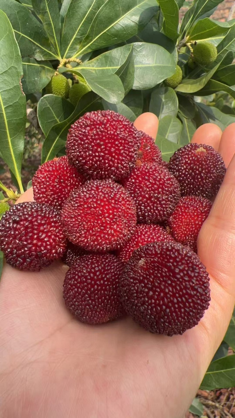 荸荠梅，东魁青红果工厂果应季大量上市对接市场电商