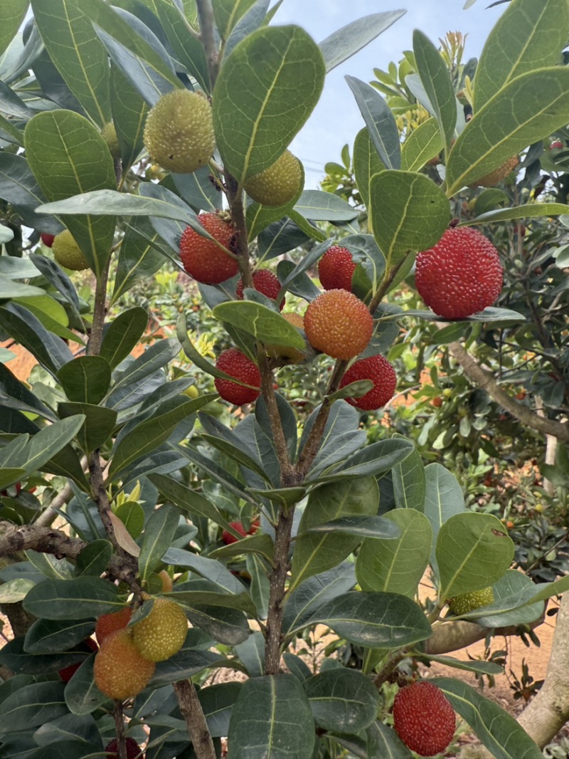 荸荠梅，东魁青红果工厂果应季大量上市对接市场电商