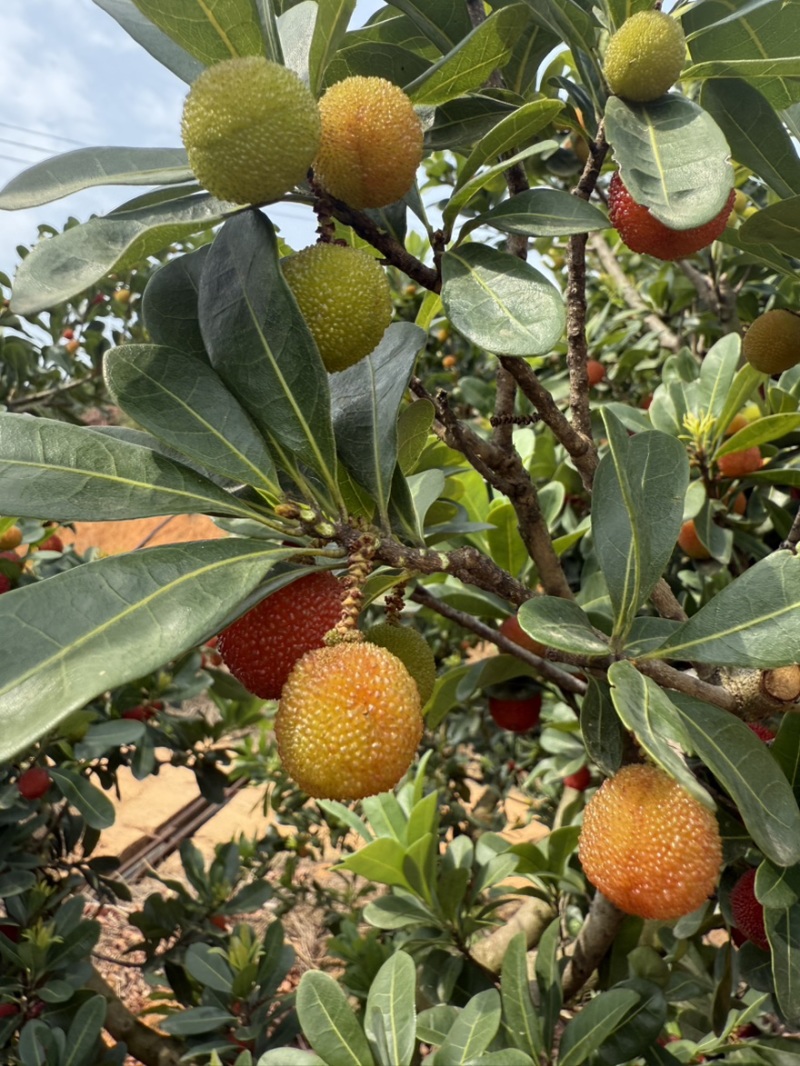 荸荠梅，东魁青红果工厂果应季大量上市对接市场电商
