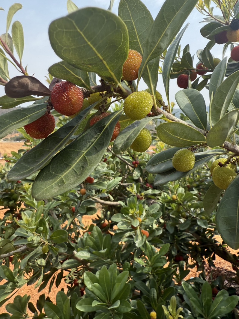 荸荠梅，东魁青红果工厂果应季大量上市对接市场电商