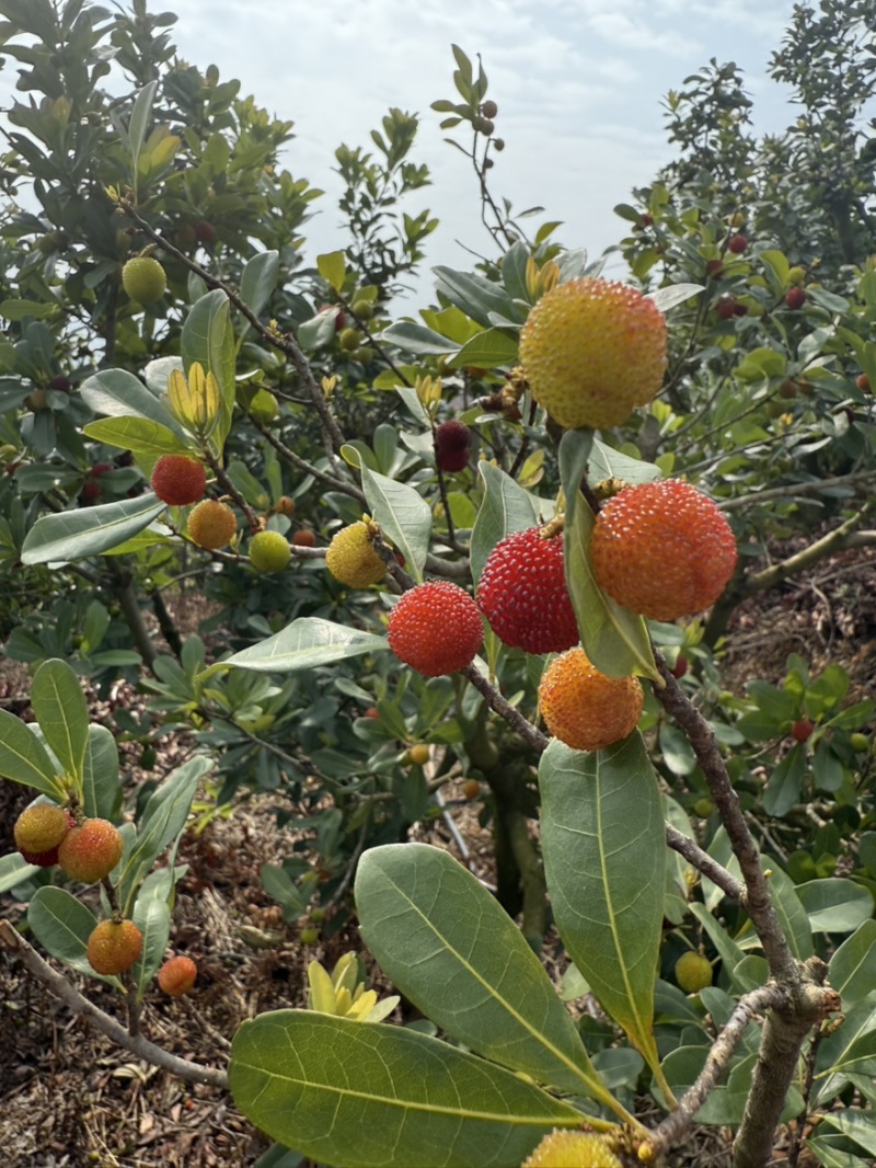荸荠梅，东魁青红果工厂果应季大量上市对接市场电商
