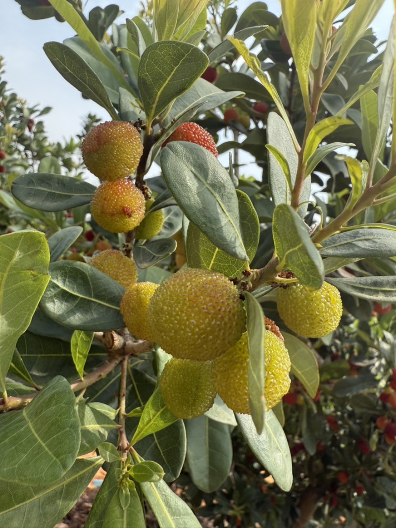 荸荠梅，东魁青红果工厂果应季大量上市对接市场电商