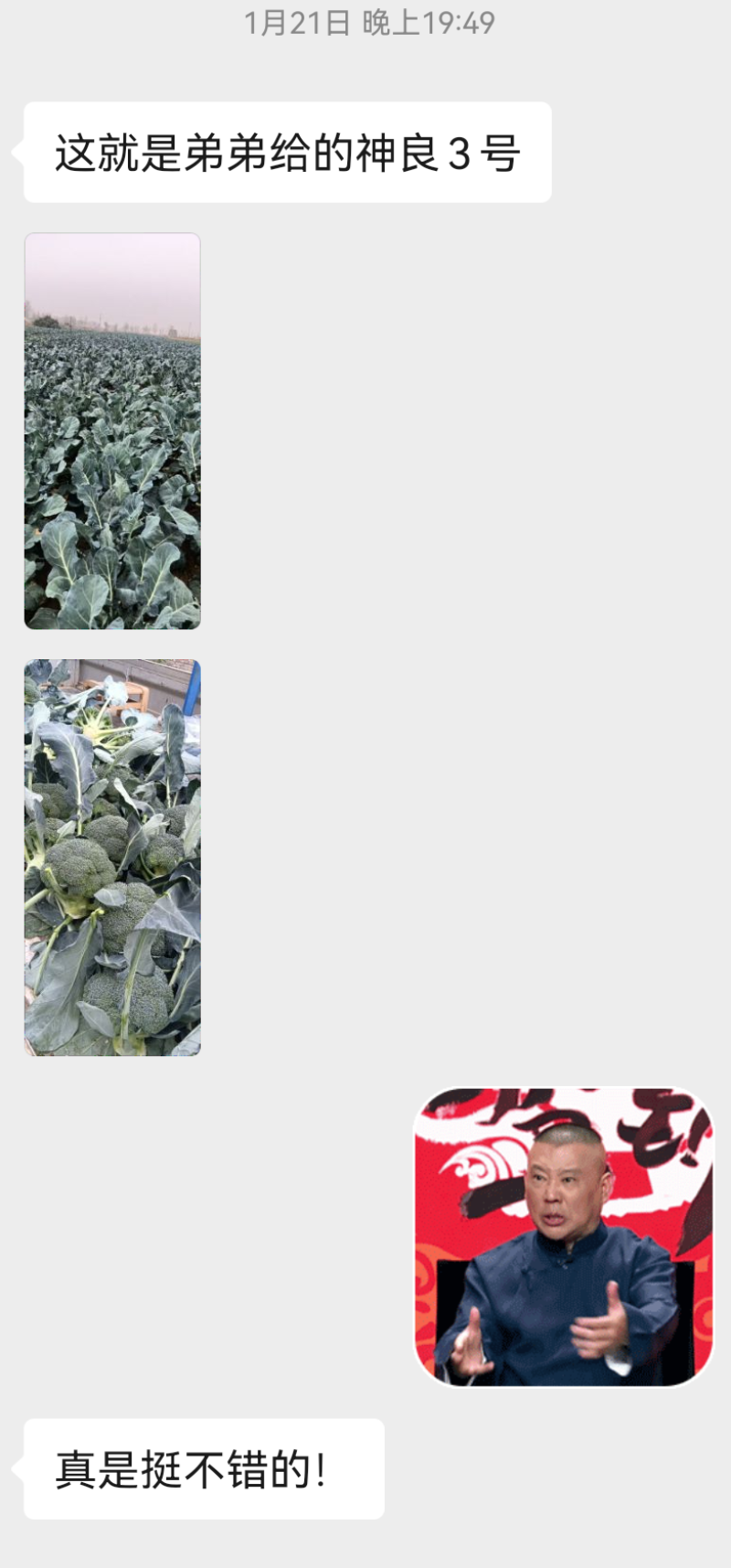 神良1号2号3号马尼拉神良系列菜花种子