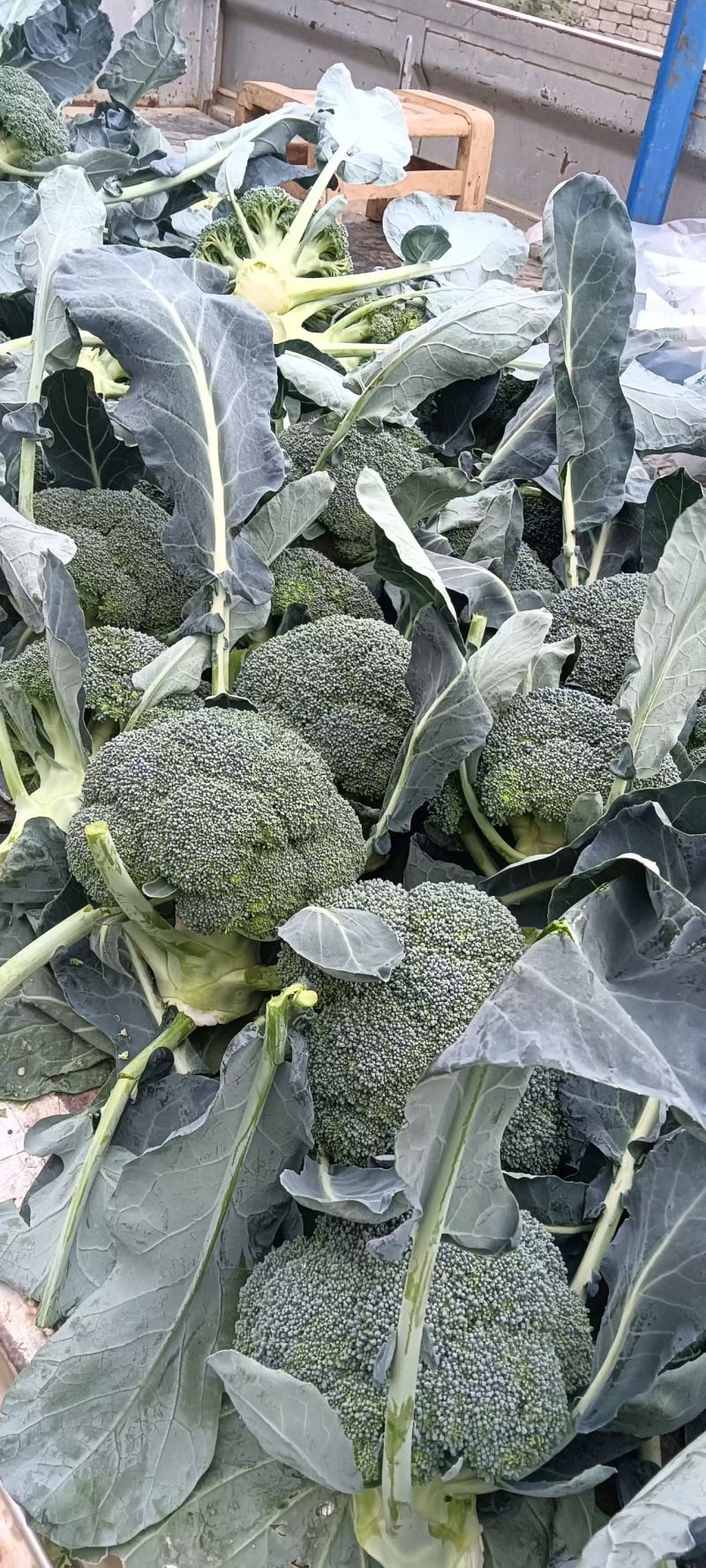 神良1号2号3号马尼拉神良系列菜花种子