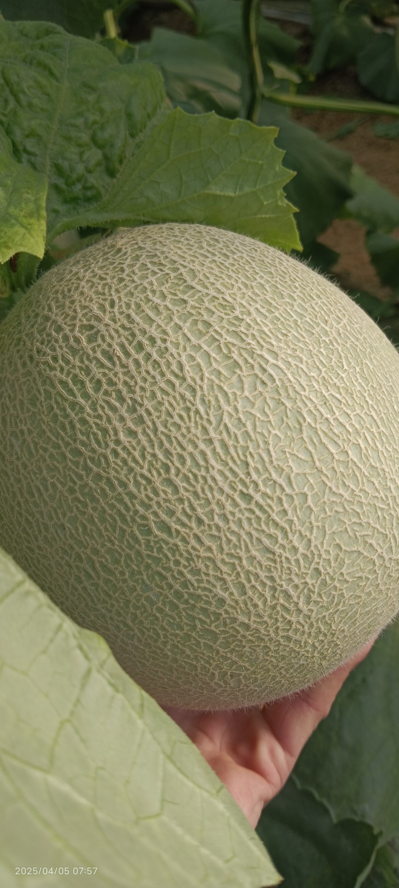网纹瓜，哈蜜瓜，鲁厚甜瓜，暖棚种植无任何激素自然成熟