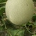 网纹瓜，哈蜜瓜，鲁厚甜瓜，暖棚种植无任何激素自然成熟