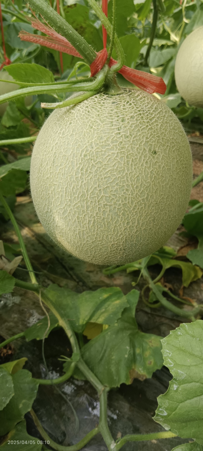 网纹瓜，哈蜜瓜，鲁厚甜瓜，暖棚种植无任何激素自然成熟