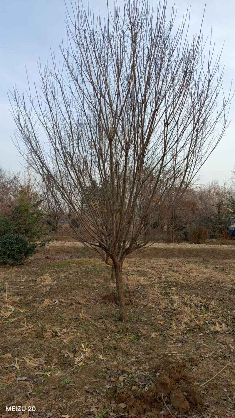 红梅，品种纯正骨里红，5-30公分规格齐全，成活率高