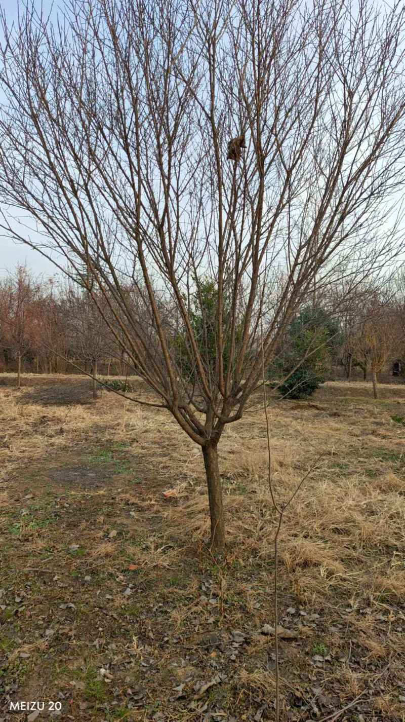 红梅，品种纯正骨里红，5-30公分规格齐全，成活率高