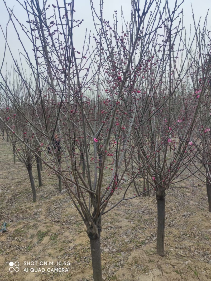 红梅，品种纯正骨里红，5-30公分规格齐全，成活率高