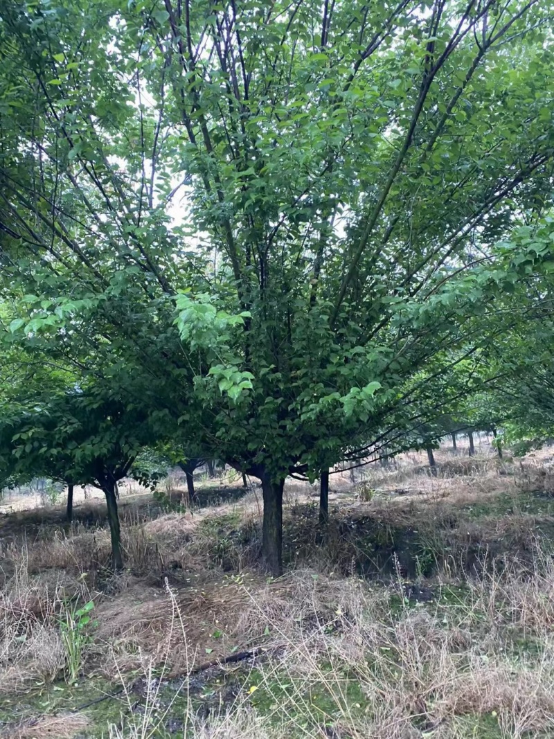 红梅，品种纯正骨里红，5-30公分规格齐全，成活率高