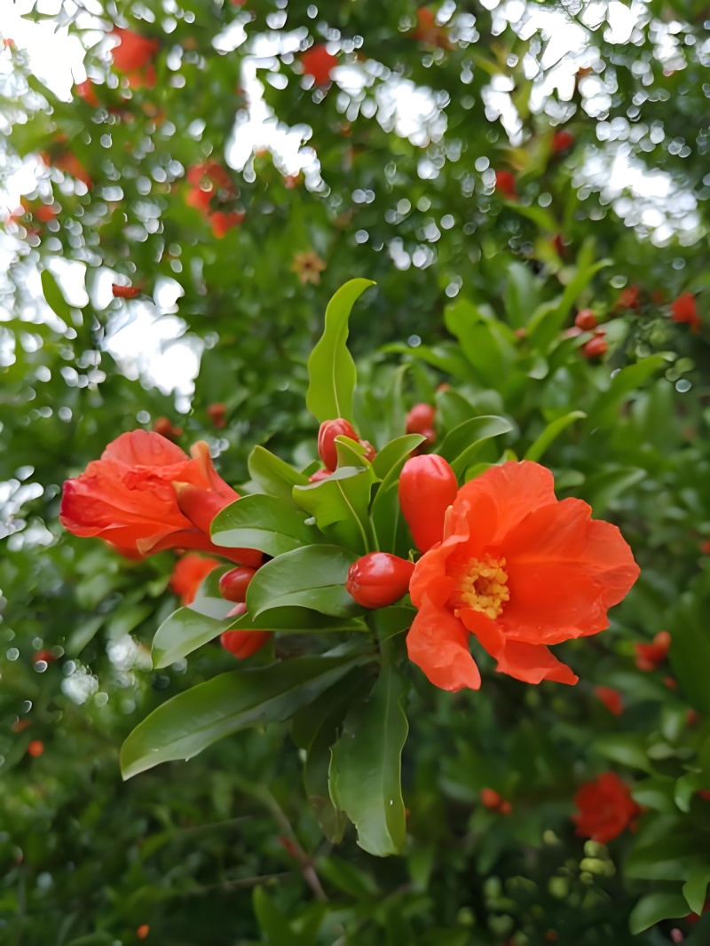 丛生花石榴1米8高1米冠