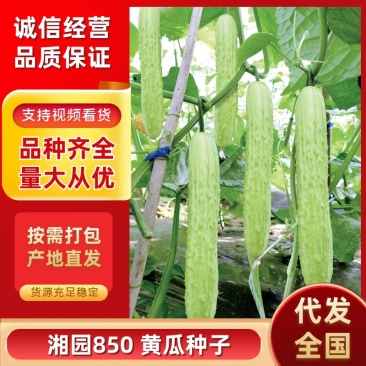 湘园850黄瓜种子，早熟好，商品性佳，口感棒！