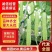 湘园850黄瓜种子，早熟好，商品性佳，口感棒！