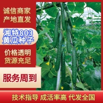 湘特803耐热抗性好瓜条油亮