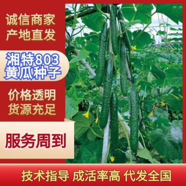 湘特803耐热抗性好瓜条油亮