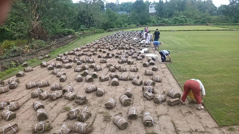 草坪，绿化树苗，台湾二号，
