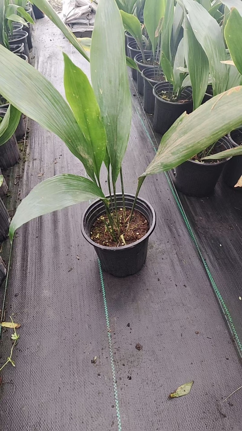 一叶兰大小规格品质保证基地直发