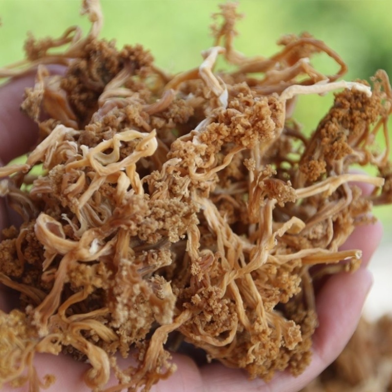 干菜花货量充足，产地保证，特价热销中