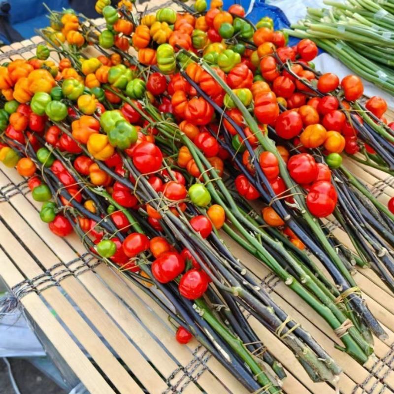 观赏小南瓜种苗可用于花束绿化工程园艺全国都可以发货