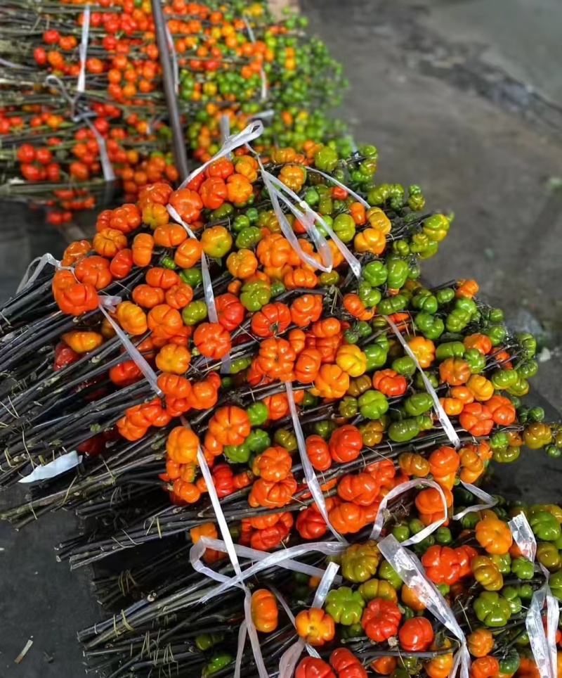 观赏小南瓜种苗可用于花束绿化工程园艺全国都可以发货