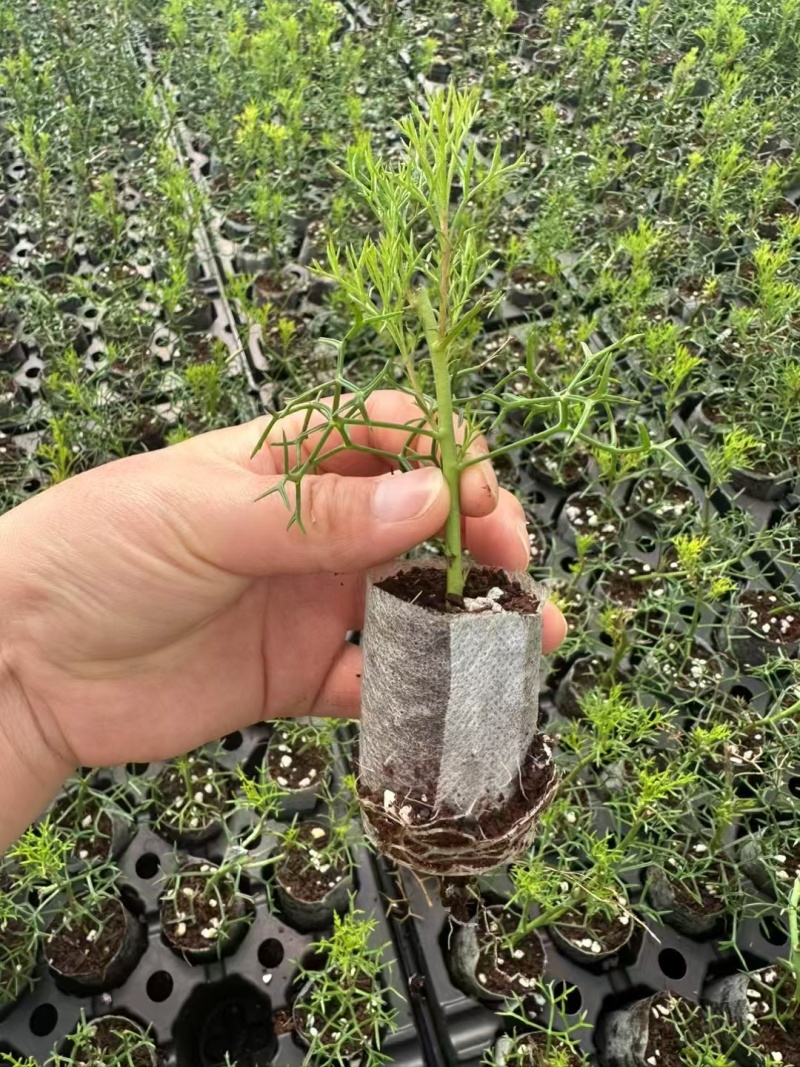 鼓椎木袋苗花期3-月可用于园林工程绿化花束全国可以发