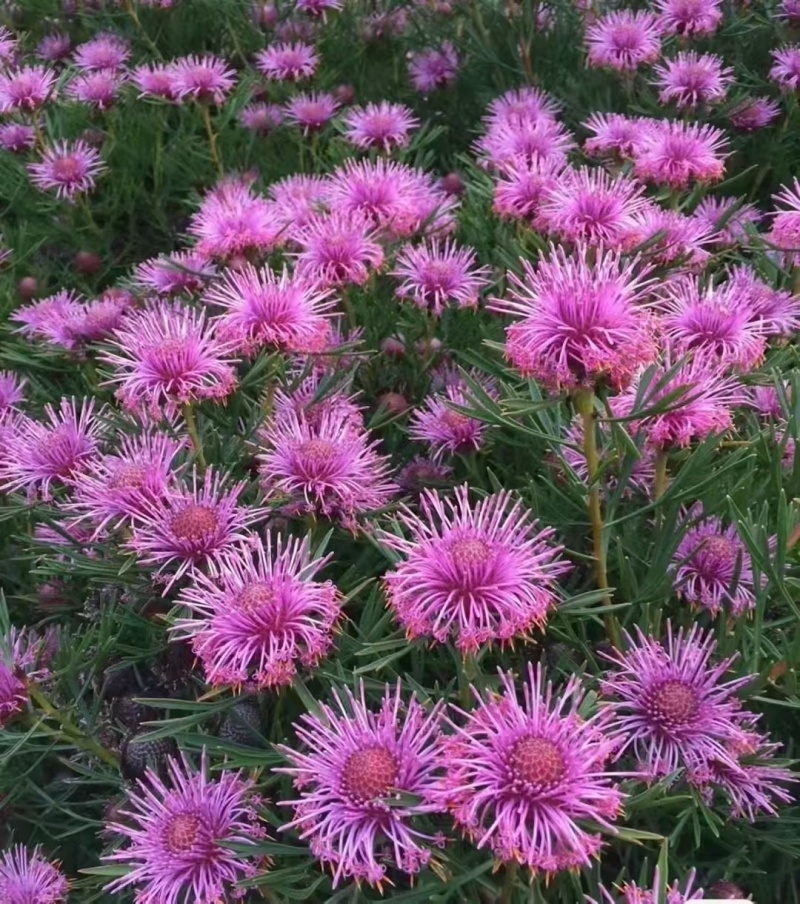 鼓椎木袋苗花期3-月可用于园林工程绿化花束全国可以发