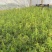 鼓椎木袋苗花期3-月可用于园林工程绿化花束全国可以发