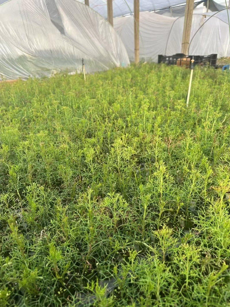 鼓椎木袋苗花期3-月可用于园林工程绿化花束全国可以发