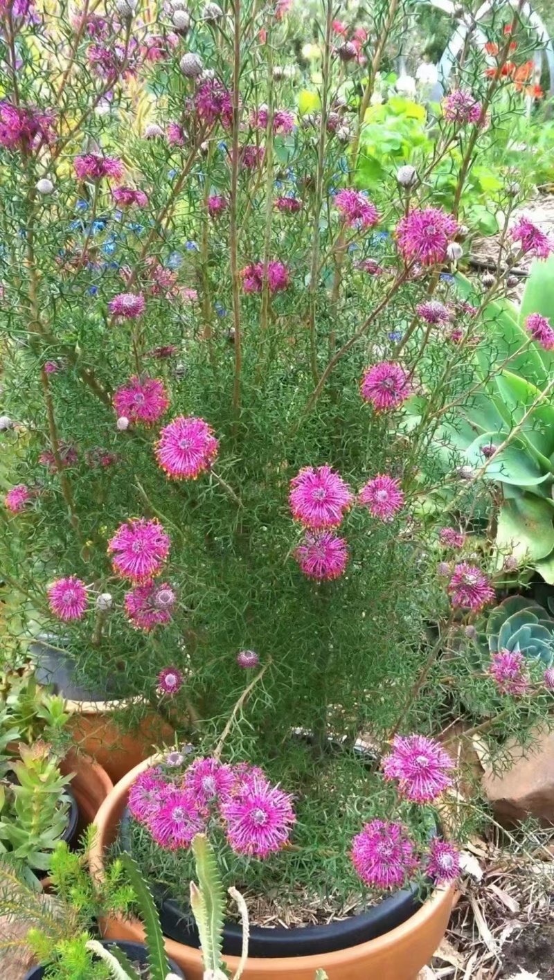 鼓椎木袋苗花期3-月可用于园林工程绿化花束全国可以发