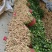山东菏泽陆地香菜大量上市支持电商平台各大市场全国发货