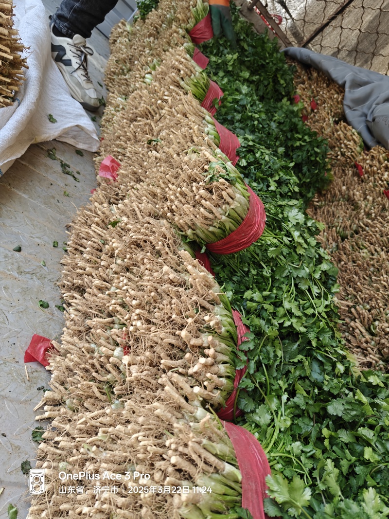 山东菏泽陆地香菜大量上市支持电商平台各大市场全国发货