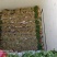 山东菏泽陆地香菜大量上市支持电商平台各大市场全国发货