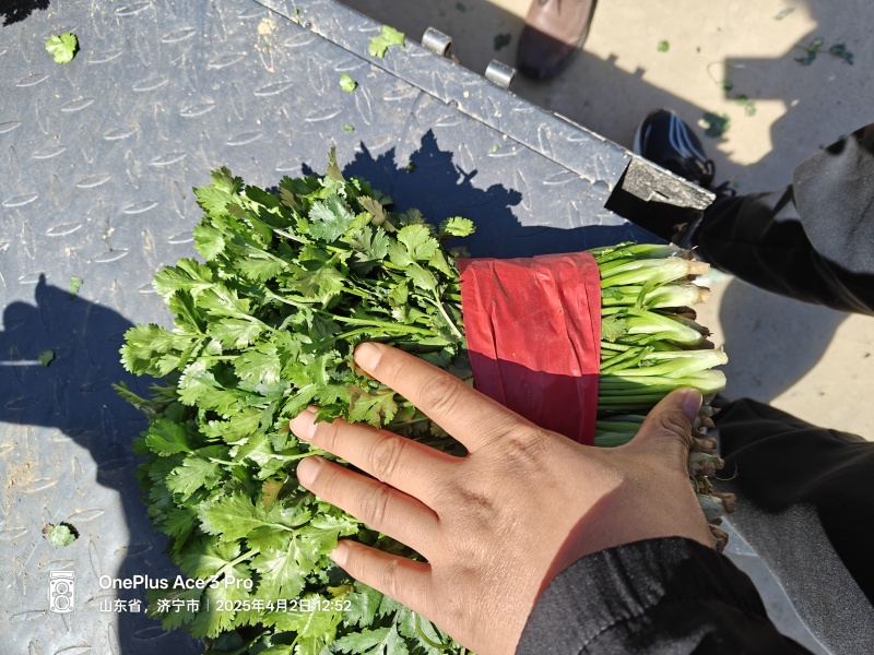 山东菏泽陆地香菜大量上市支持电商平台各大市场全国发货