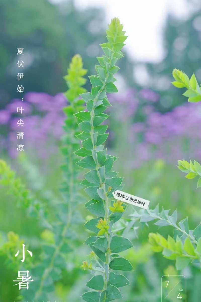 三角尤加利袋苗精品苗可用于园林工程绿化盆栽全国可发