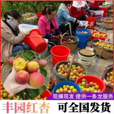 【丰园红杏】陕西大荔基地直供/现货随装/量大从优欢迎来电