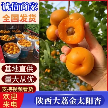 《金太阳杏》陕西大荔/基地直供/现摘现发/诚信代发全国