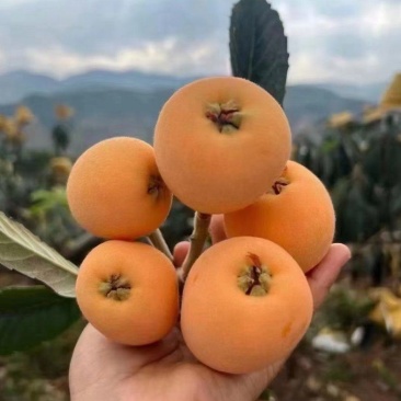 新鲜枇杷