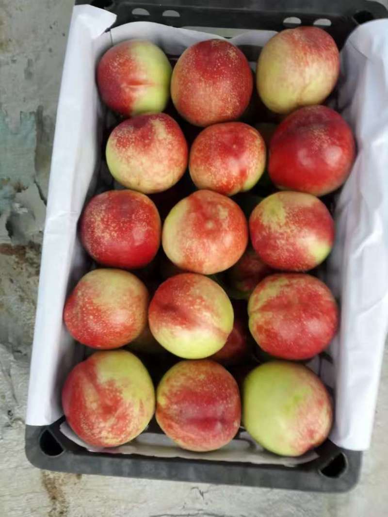 油桃，金蕾，曙光，中油系列，电商，市场，出口，直发