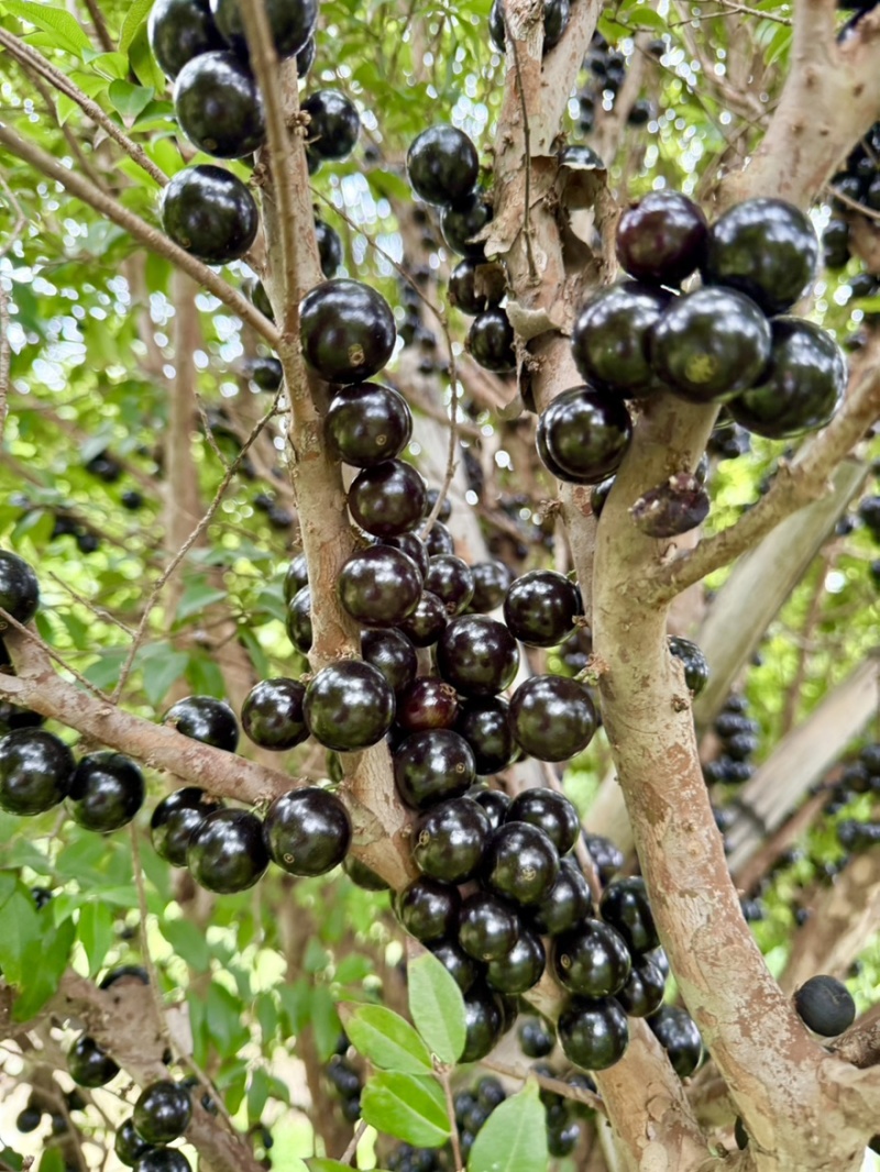 嘉宝果树葡萄基地直供