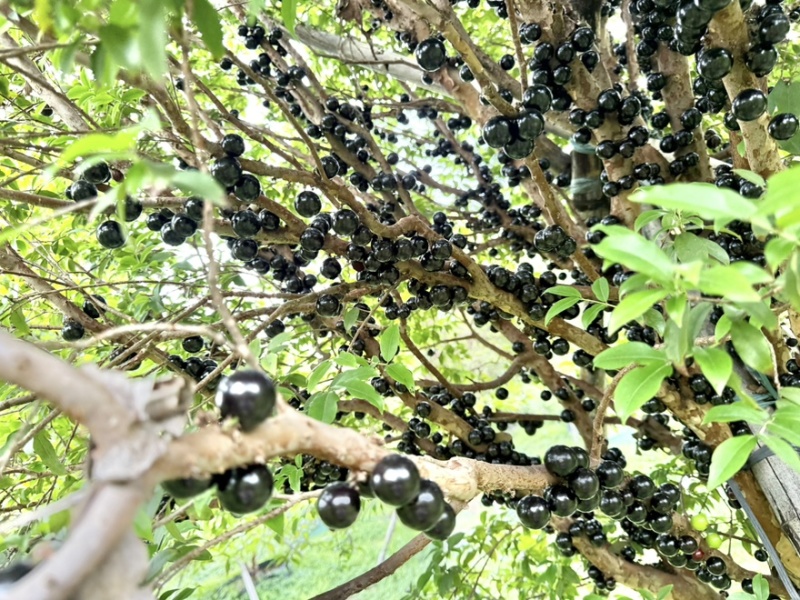 嘉宝果树葡萄基地直供