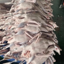 广东清远黑棕鹅地通鹅草鹅棚鹅鹅肉酒店饭店食堂快餐食材