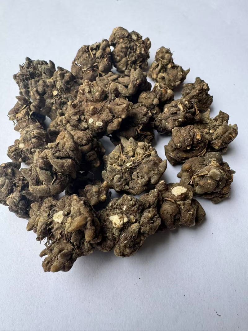 猫爪草