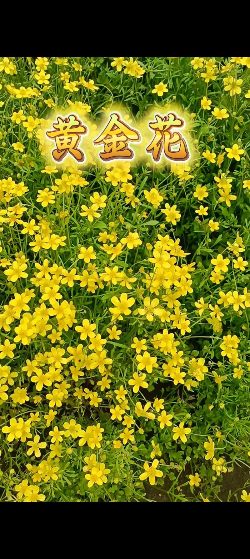 猫爪草